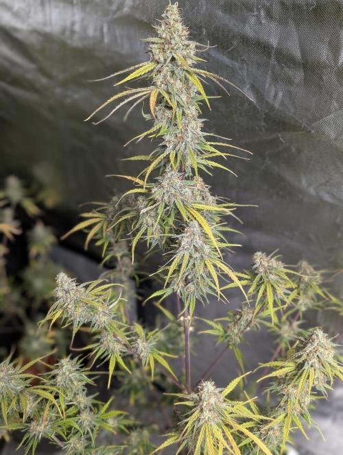 Runtz Auto x4. Week 10