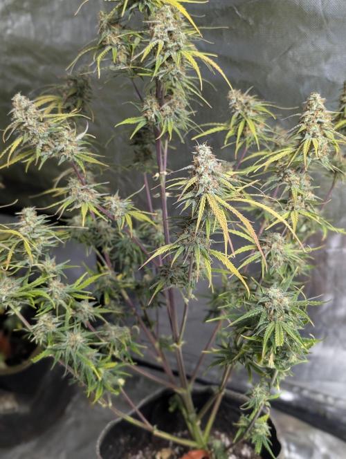Runtz Auto x4. Week 10