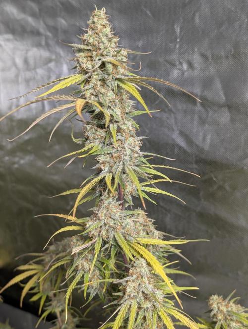 Runtz Auto x4. Week 10
