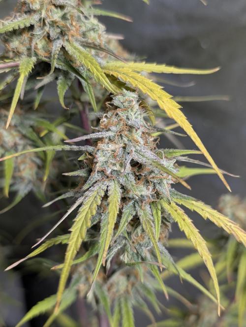 Runtz Auto x4. Week 10