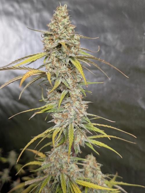 Runtz Auto x4. Week 10