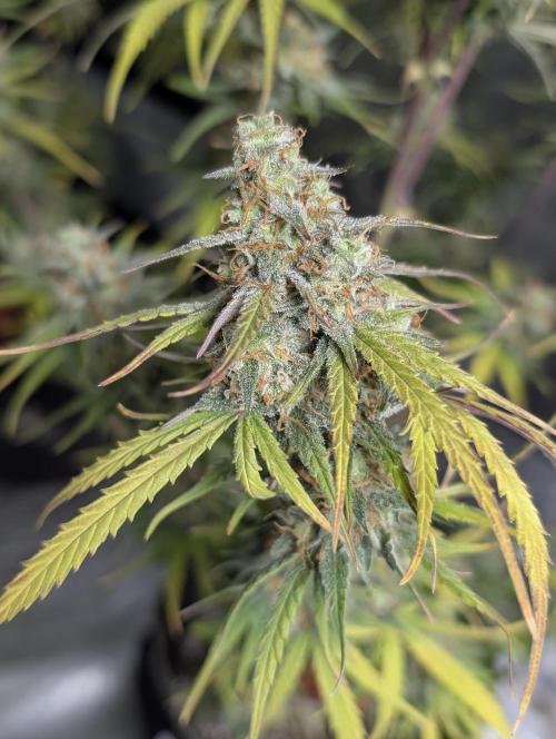 Runtz Auto x4. Week 10
