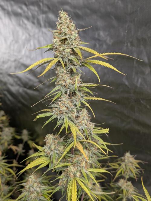 Runtz Auto x4. Week 10