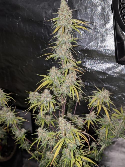 Runtz Auto x4. Week 10