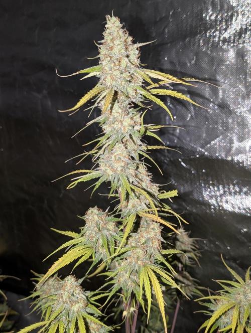 Runtz Auto x4. Week 10