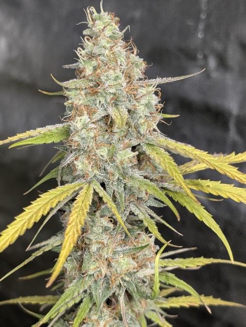 Runtz Auto. Week 10