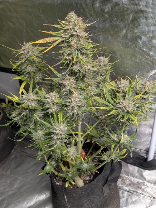 Pablo Escobar auto x3. Week 11 - N1