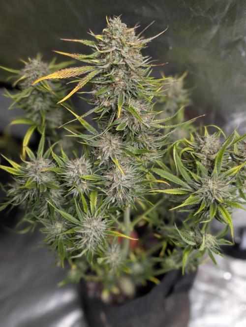 Pablo Escobar auto x3. Week 11 - N1