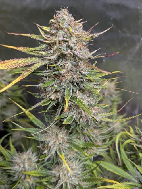Pablo Escobar auto x3. Week 11 - N1