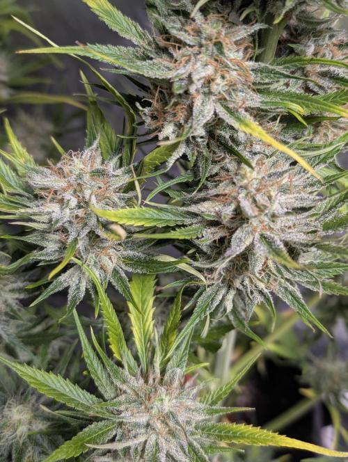Pablo Escobar auto x3. Week 11 - N1