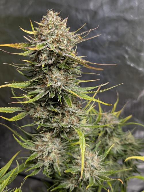 Pablo Escobar auto x3. Week 11 - N1