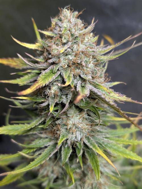 Pablo Escobar auto x3. Week 11 - N1