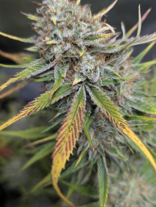Pablo Escobar auto x3. Week 11 - N1