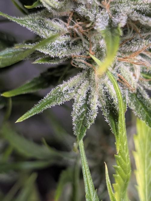 Pablo Escobar auto x3. Week 11 - N1