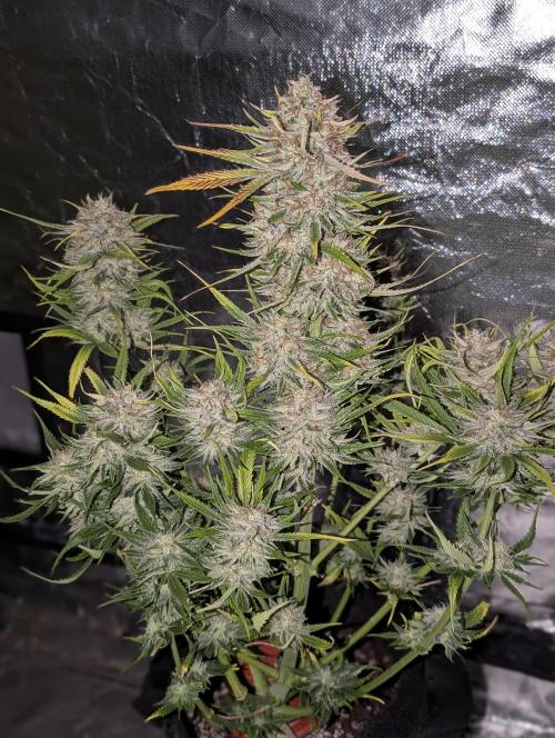 Pablo Escobar auto x3. Week 11 - N2