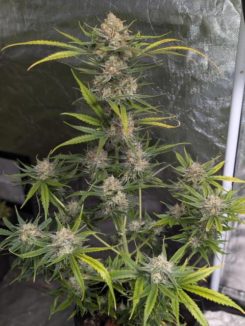 Pablo Escobar auto x3. Week 11