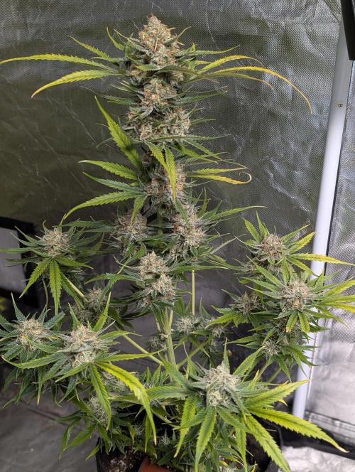 Pablo Escobar auto x3. Week 11