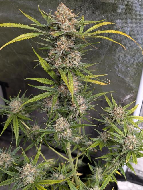 Pablo Escobar auto x3. Week 11