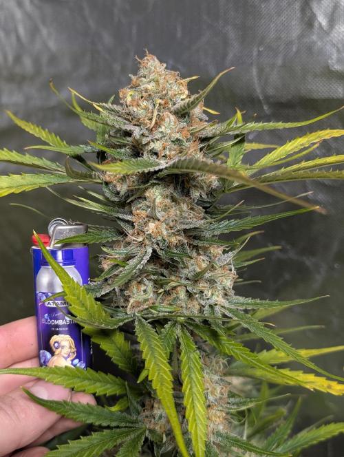 Pablo Escobar auto x3. Week 11