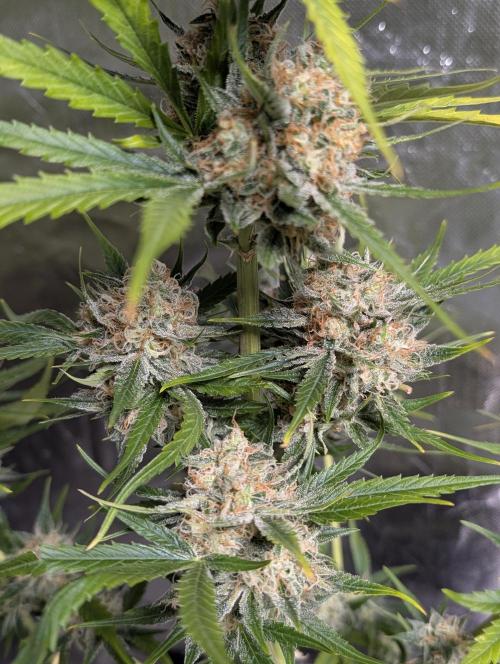 Pablo Escobar auto x3. Week 11