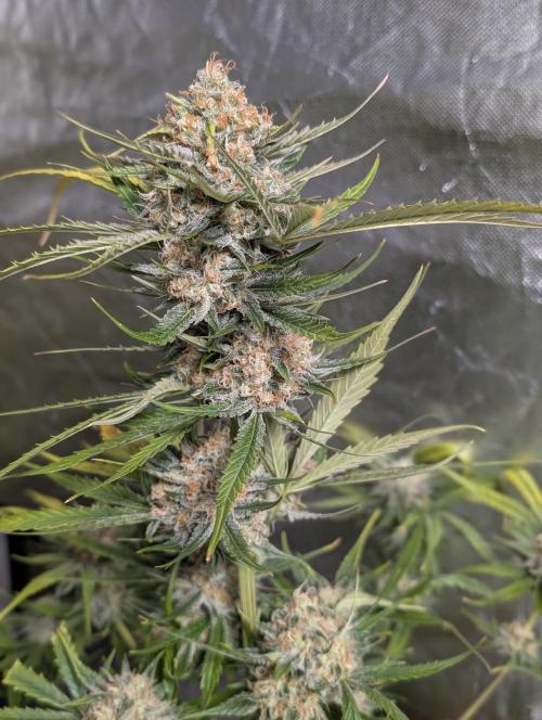 Pablo Escobar auto x3. Week 11