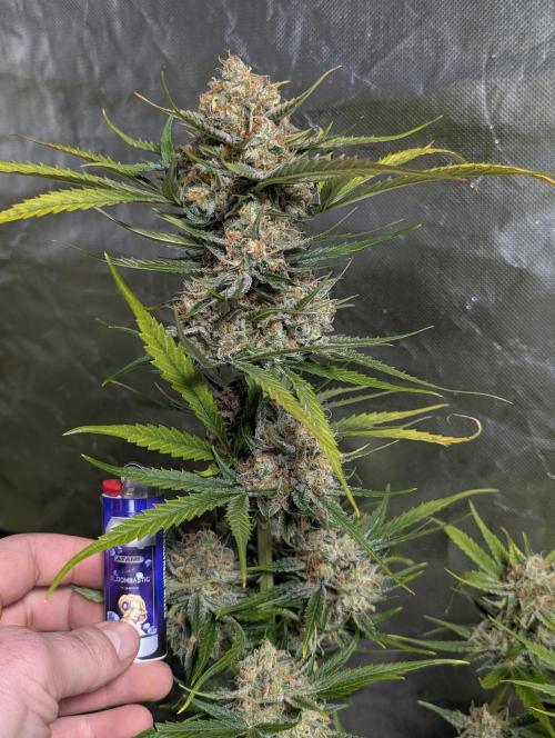 Pablo Escobar auto x3. Week 11