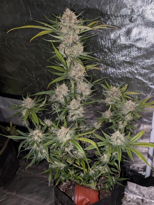 Pablo Escobar auto x3. Week 11
