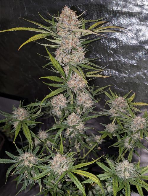 Pablo Escobar auto x3. Week 11