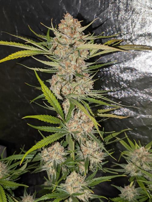 Pablo Escobar. Week 11