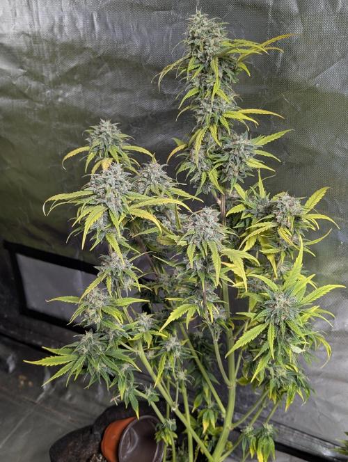 Strawberry Pie x4. Week 10 - N1