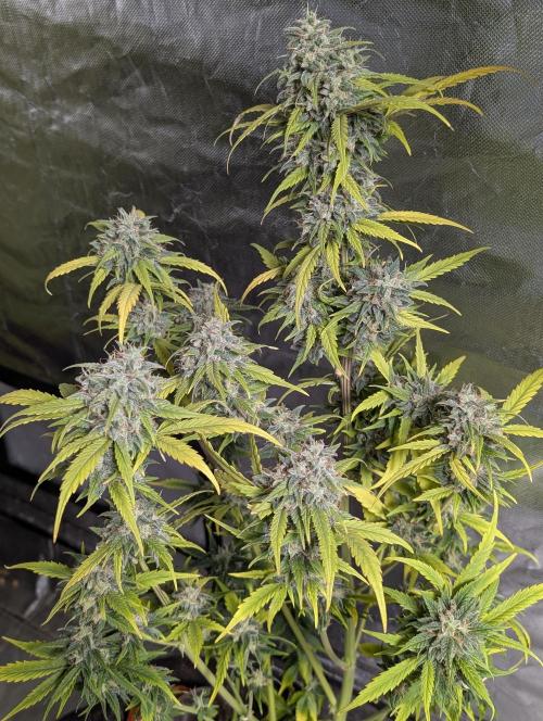 Strawberry Pie x4. Week 10