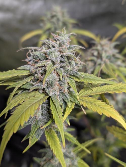 Strawberry Pie x4. Week 10