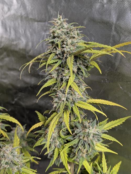 Strawberry Pie x4. Week 10