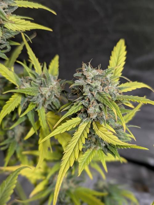Strawberry Pie x4. Week 10
