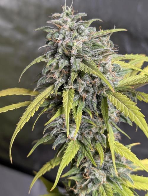 Strawberry Pie x4. Week 10