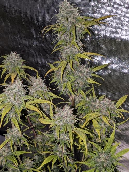 Strawberry Pie x4. Week 10