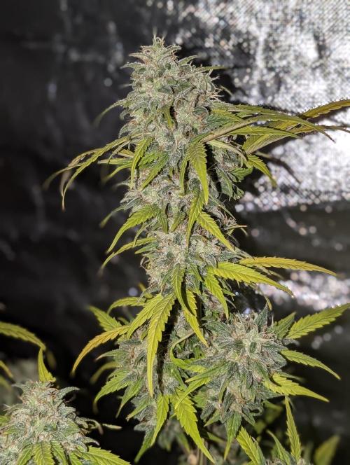 Strawberry Pie x4. Week 10