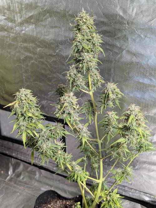 Strawberry Pie x4. Week 10 - N2