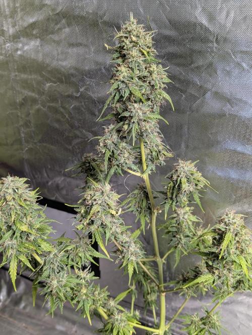 Strawberry Pie x4. Week 10