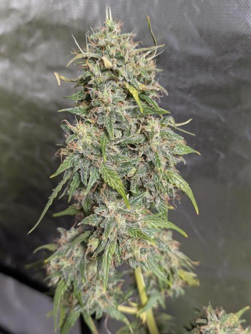 Strawberry Pie x4. Week 10
