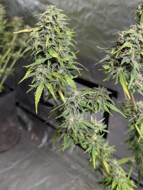 Strawberry Pie x4. Week 10