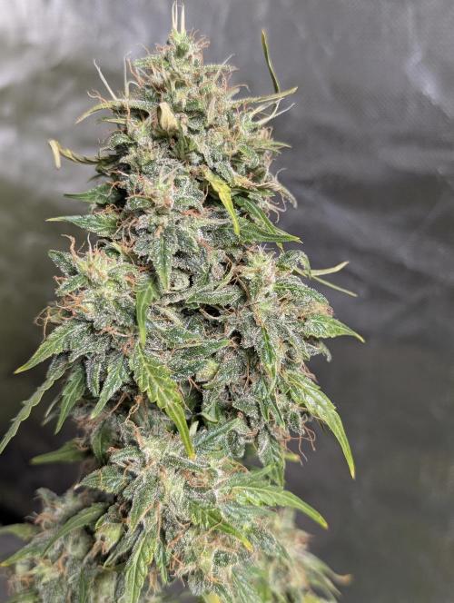 Strawberry Pie x4. Week 10