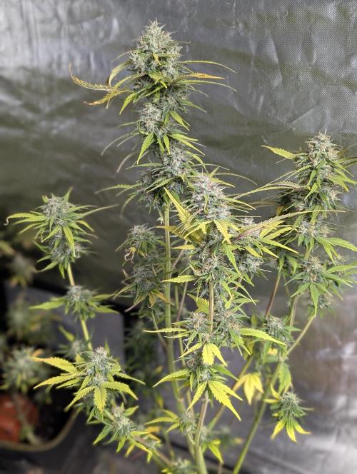 Strawberry Pie x4. Week 10 - N3