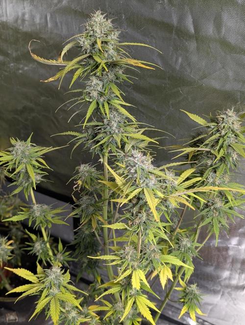 Strawberry Pie x4. Week 10