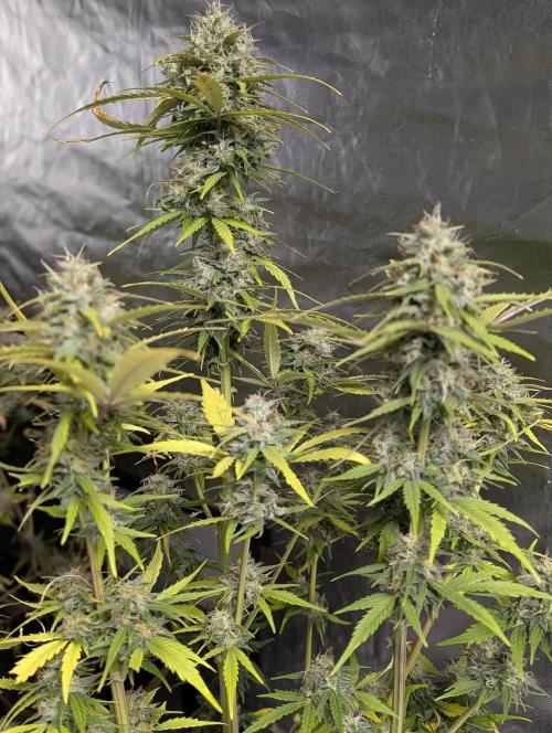 Strawberry Pie x4. Week 10