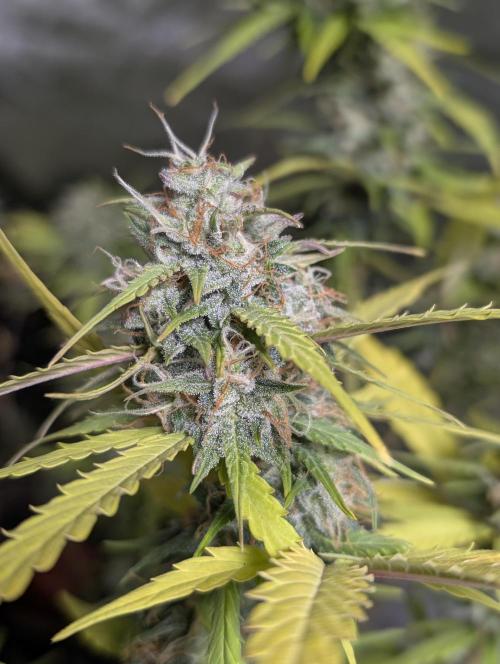 Strawberry Pie x4. Week 10