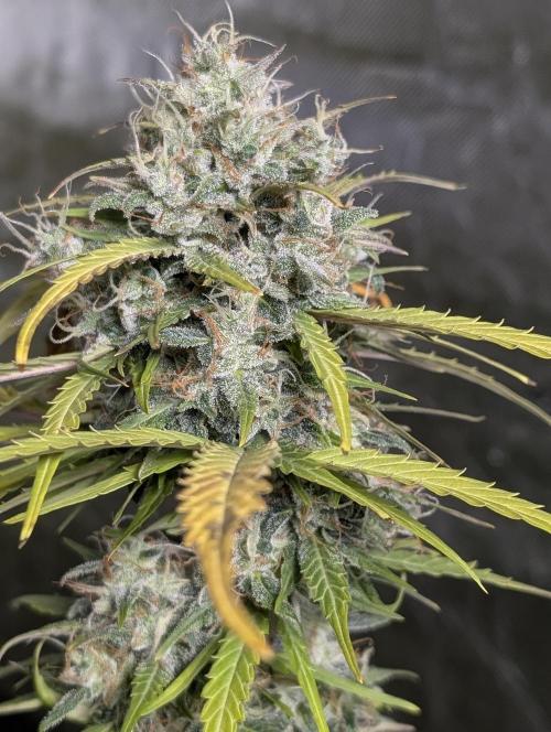 Strawberry Pie x4. Week 10