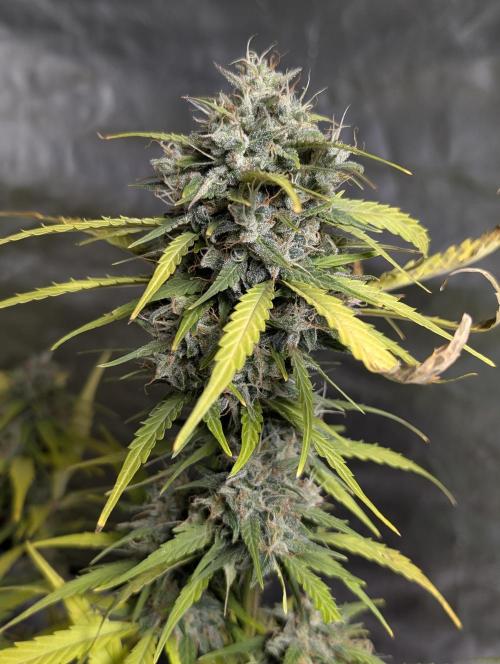 Strawberry Pie x4. Week 10