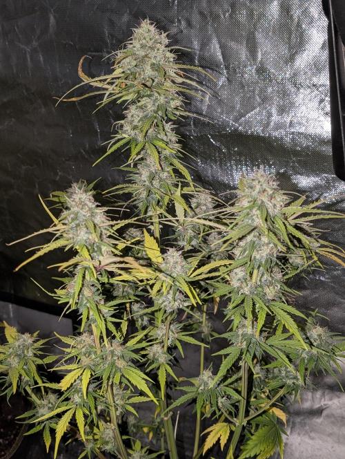 Strawberry Pie x4. Week 10