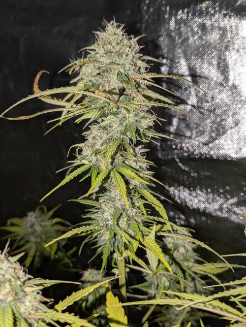 Strawberry Pie x4. Week 10